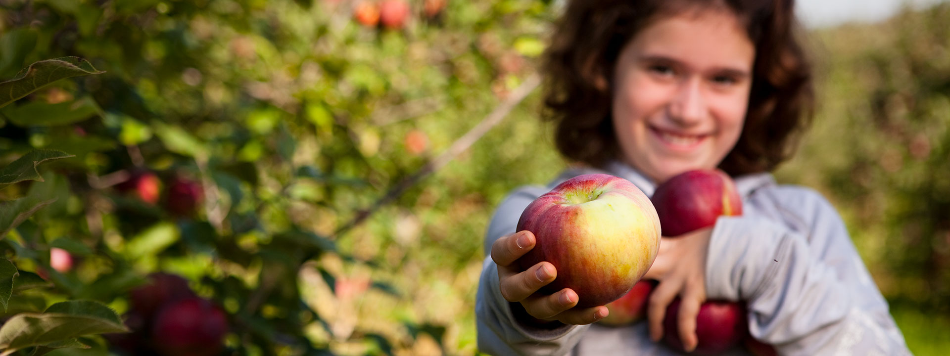 Come pick your apples in the orchard Au coeur de la pomme